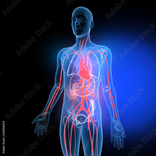 3d illustration of internal organs and bones, made of transparent glass. Circulatory system and heart.