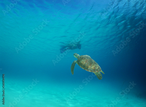 a diver and a sea turtle in the crystal clear waters of the caribbean sea