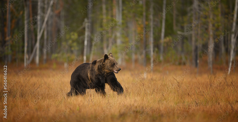 Brown bear running in the orange grass swamp autumn atmosphere Brown bear running in the orange grass swamp autumn atmosphere