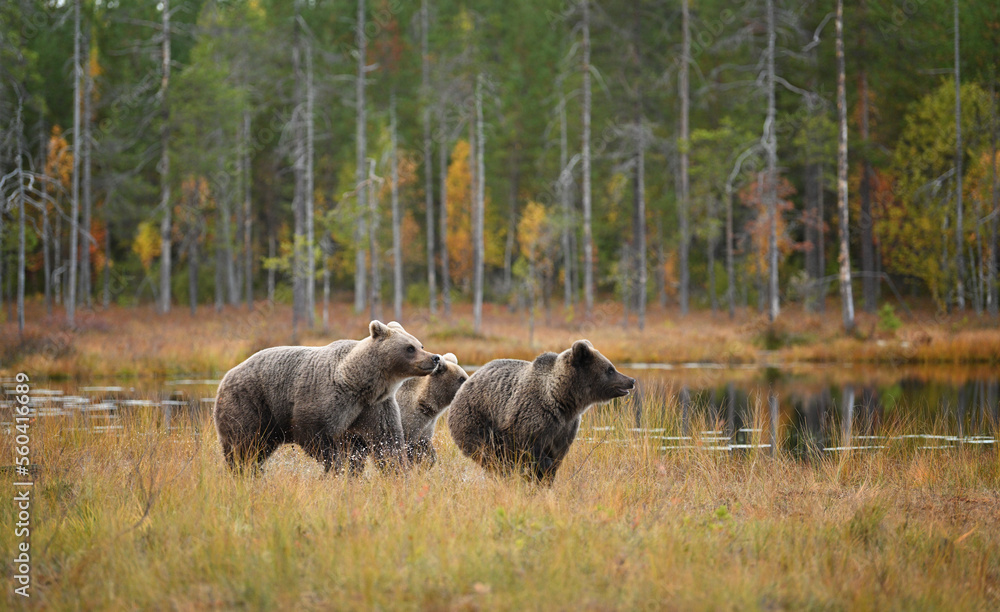 Brown bear family running in the swamp in the forest in front of the lake in the autumn atmosphere Brown bear family running in the swamp in the forest in front of the lake in the autumn atmosphere
