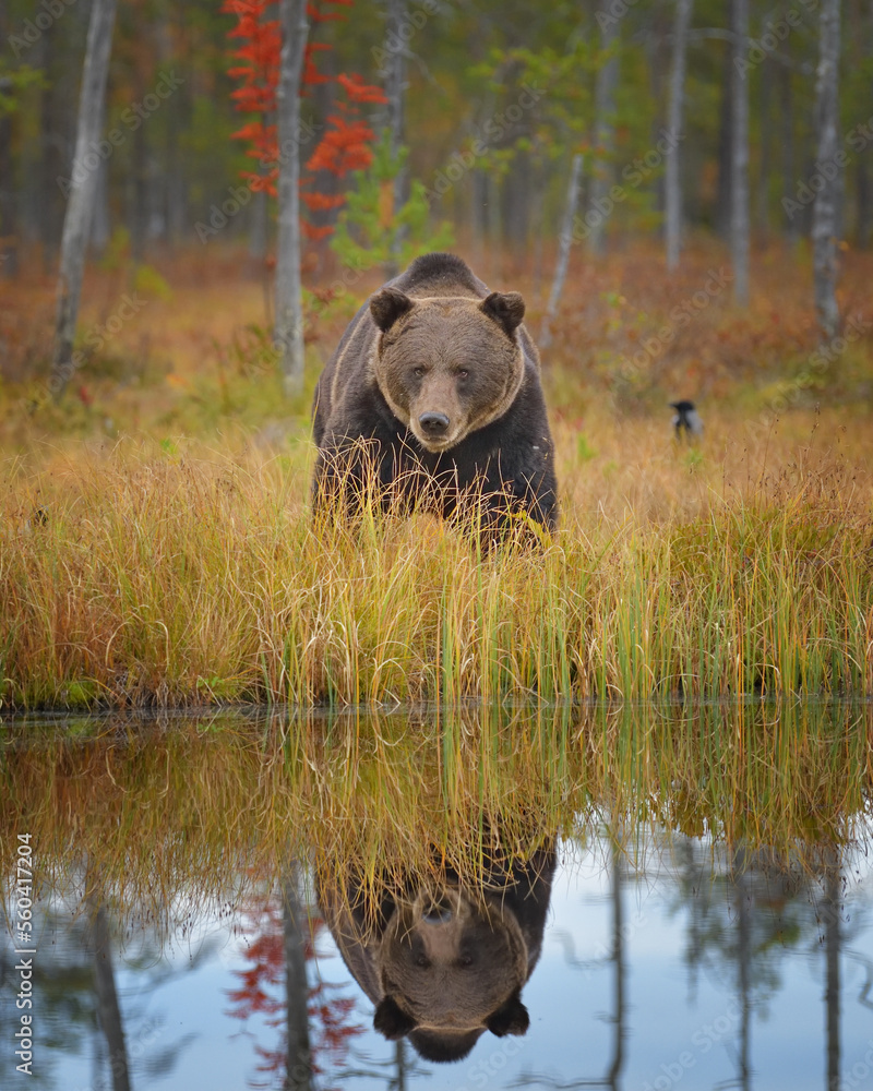 Brown bear walking by the lake in the forest mirroring the water Brown bear walking by the lake in the forest mirroring the water
