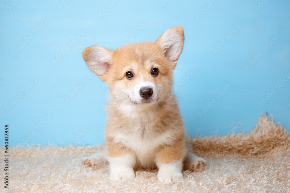 a welsh corgi puppy sits on a blue background - obrazy, fototapety, plakaty 