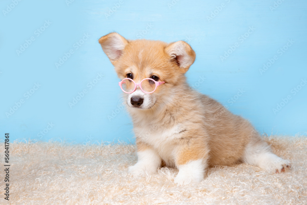 a Welsh corgi puppy in sunglasses sits on a blue background