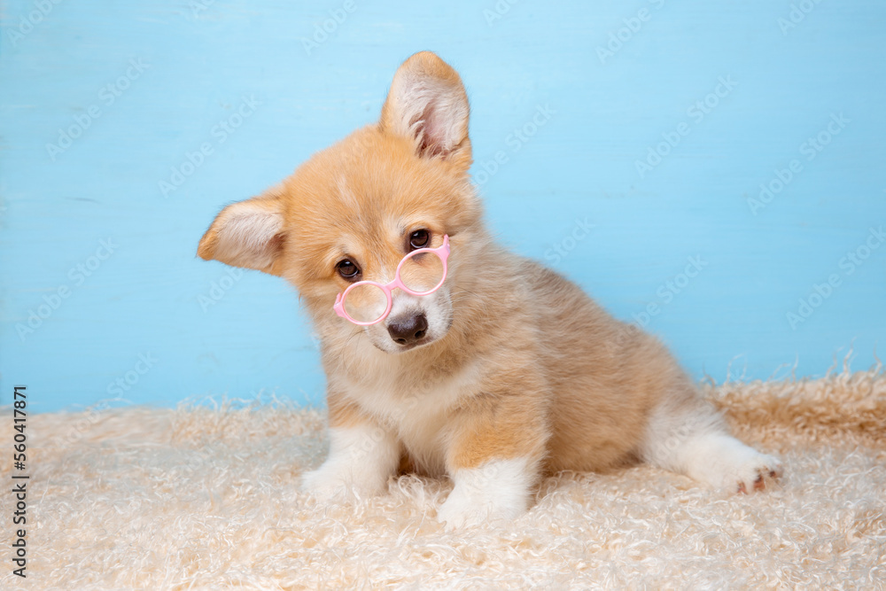 a Welsh corgi puppy in sunglasses sits on a blue background