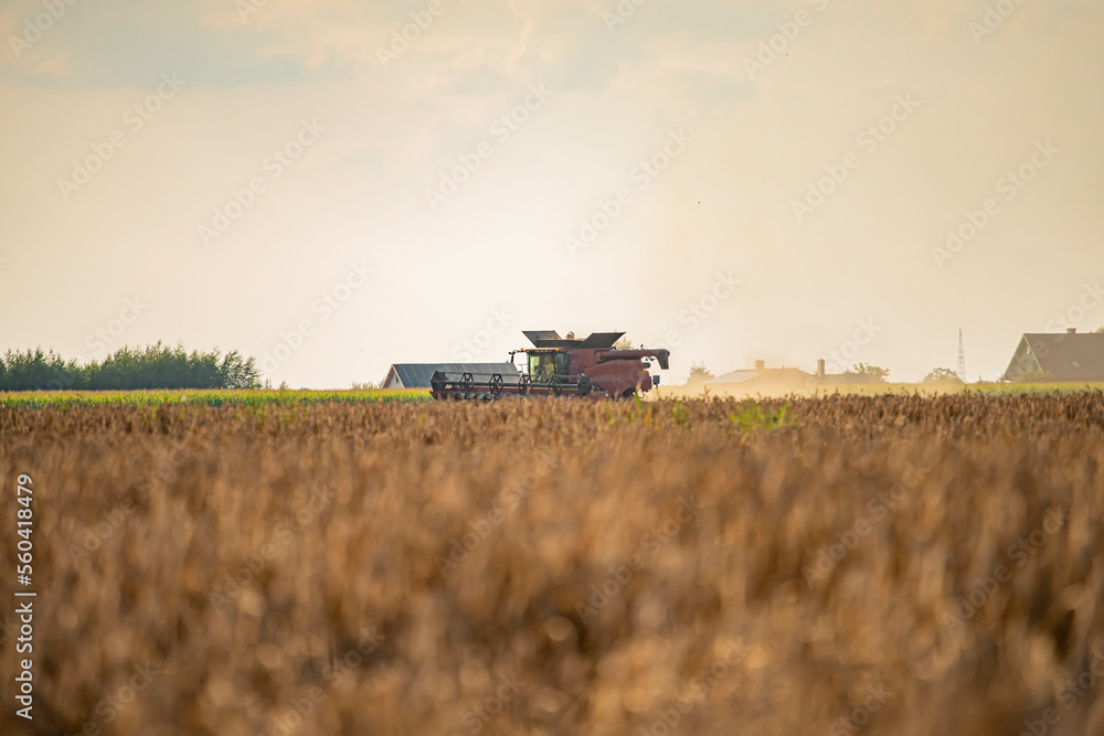 Fototapeta premium grain harvester, wheat harvest, wheat harvester at work, harvester in the field, harvester working at harvest time