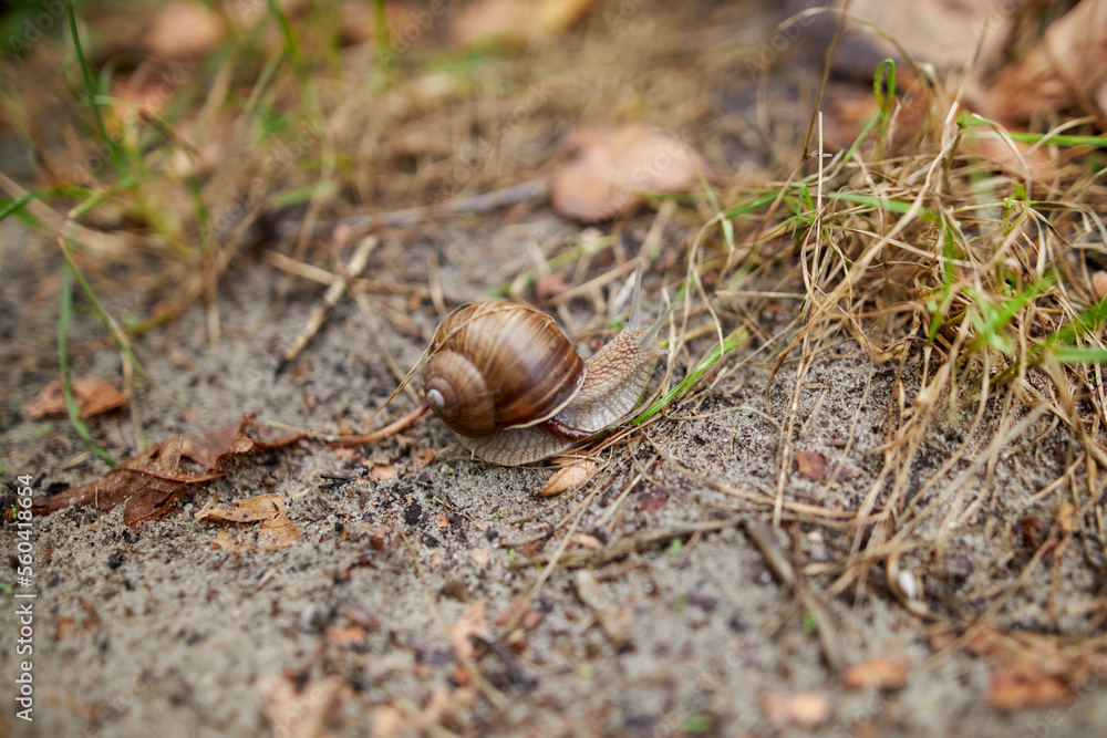 Snail crawling on the ground, close up. snail with brown shell on the ground, close-up. Closeup from a snail moving on a sidewalk. Grape snail close-up crawling on the ground. Snail crawling on the ground, close up. snail with brown shell on the ground, close-up. Closeup from a snail moving on a sidewalk. Grape snail close-up crawling on the ground.
