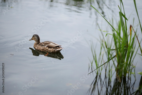 mallard female close-up portrait. mallard on the water, among the reeds. mallard swimming in the pond
