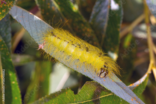 DE, NRW, Opladen, 28.08.2022, Acronicta leporina, Woll-Rindeneule, Pudel, Raupe photo