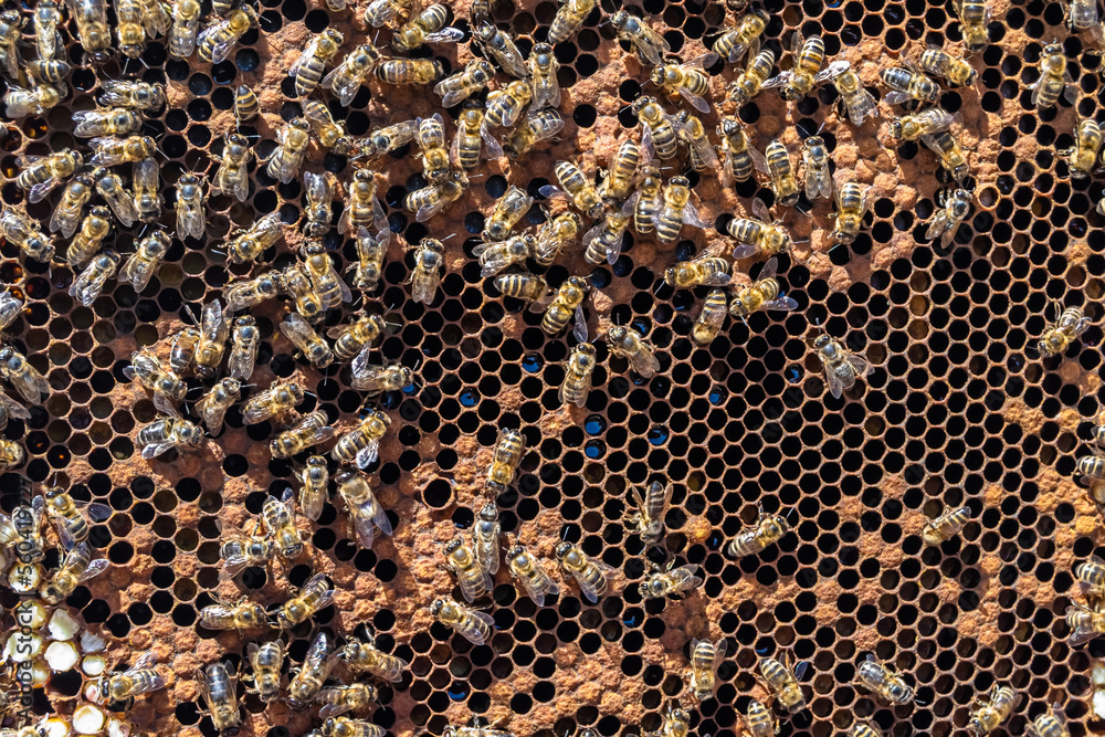 Abstract hexagon structure is honeycomb from bee hive filled Abstract hexagon structure is honeycomb from bee hive filled