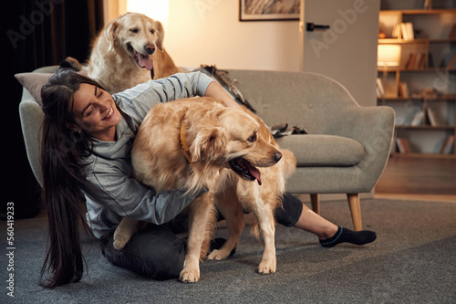 Cozy atmosphere. Having fun. Woman is sitting on the floor and playing with two golden retriever dogs at home