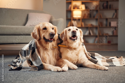 Portrait of two golden retrievers that are together at domestic room indoors