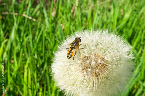 Dandelion with ripe seeds with bee on the flower on a green meadow. flowers