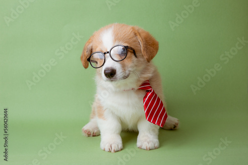 a Welsh corgi puppy in glasses and tie sits on a green background, the concept of training, office work