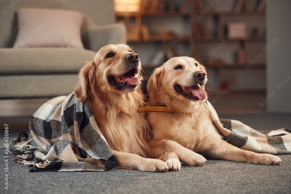 Two golden retrievers is together at domestic room indoors