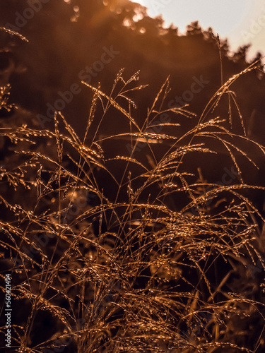 Zachód słońca latem