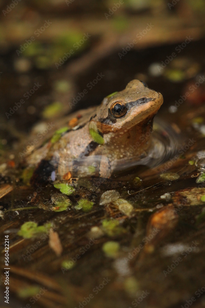 Western chorus frog (Pseudacris triseriata) in pond with duckweed Western chorus frog (Pseudacris triseriata) in pond with duckweed