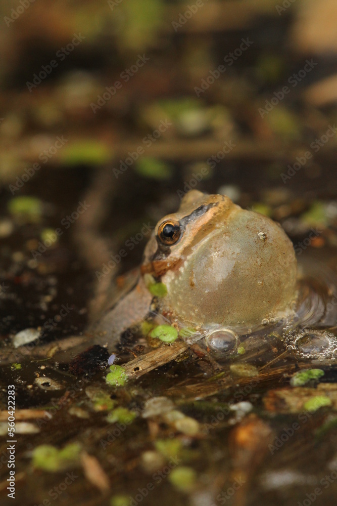 Obraz premium Western chorus frog (Pseudacris triseriata) calling