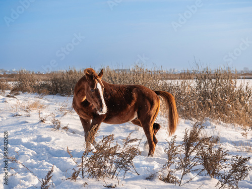 Winter horse portrait against the sky