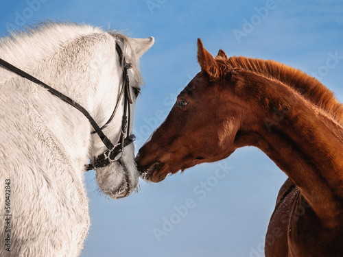 A kiss of two horses against the sky