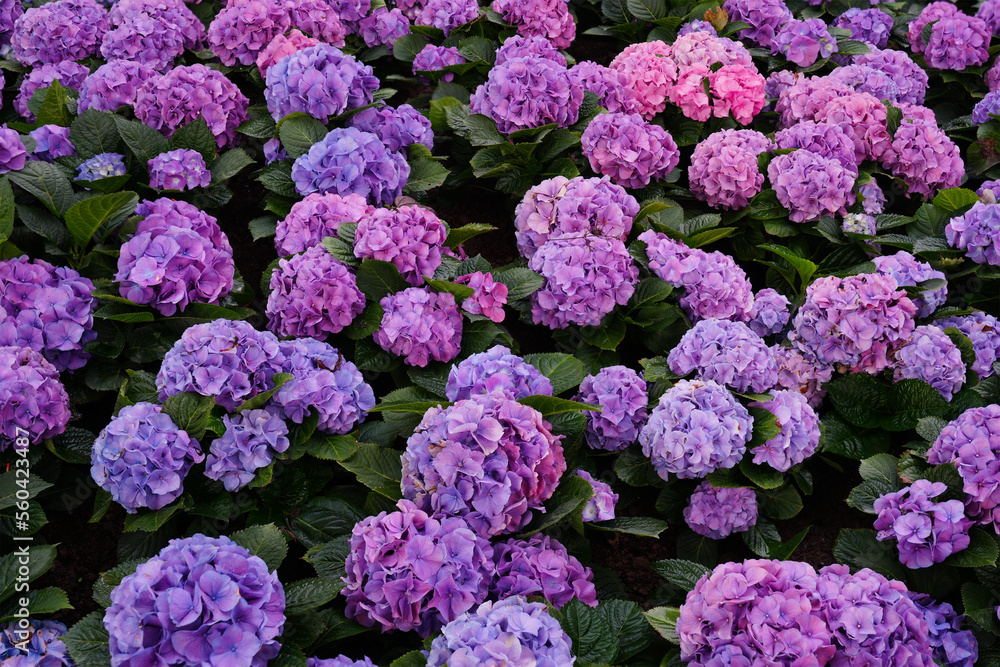 Hydrangea flower in garden for background Hydrangea flower in garden for background
