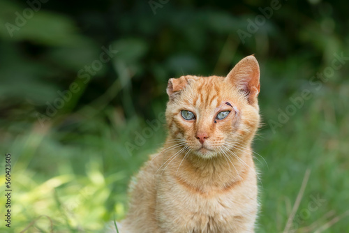Portrait of a red stray cat.Street cat with a broken ear sits in the grass.Theme of homeless animals.
