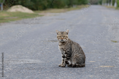 A cat in the village.A cute tabby cat is sitting on the road.The life of pets in the village.