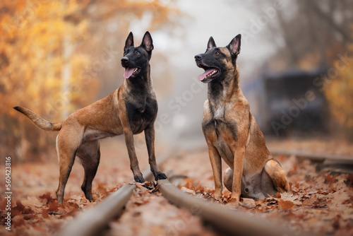 Zwei Malinois im Laub auf Schienen