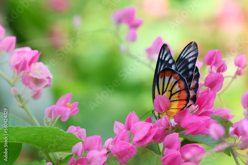 Painted Jezebel butterfly with maxican creeper pink flowers beautiful in nature background © louisnina