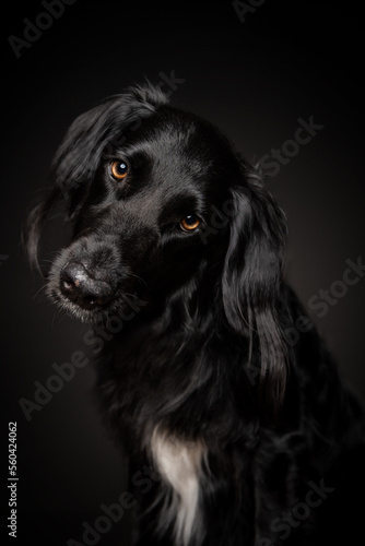 Hund mit schwarzem Hintergrund