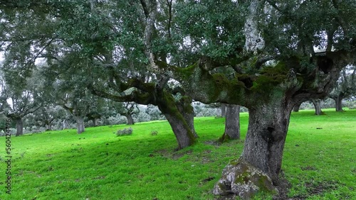 Old holm oak fastened in a Dehesa in the surroundings of the town of Porqueriza. Aerial view from a drone. Pigsty. Charro Field. Salamanca. Castile and Leon. Spain. Europe