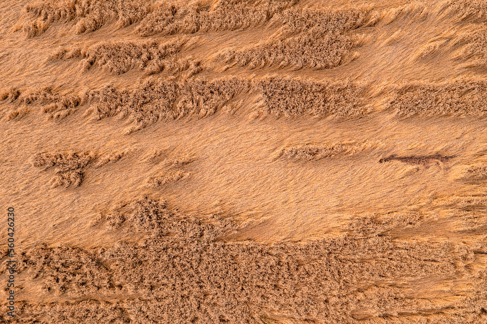 Aerial view of a grain field that was damaged by wind breakage and rain Aerial view of a grain field that was damaged by wind breakage and rain