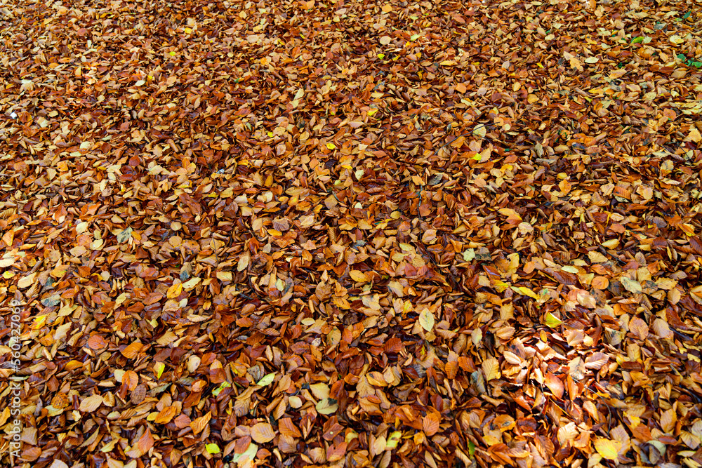 Fall leaves 