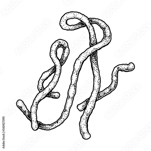 Hand drawn Ebola virus isolated on white background. Realistic detailed scientifical vector illustration in sketch stile