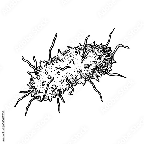 Hand drawn black death plague virus isolated on white background. Realistic detailed scientifical vector illustration in sketch stile
