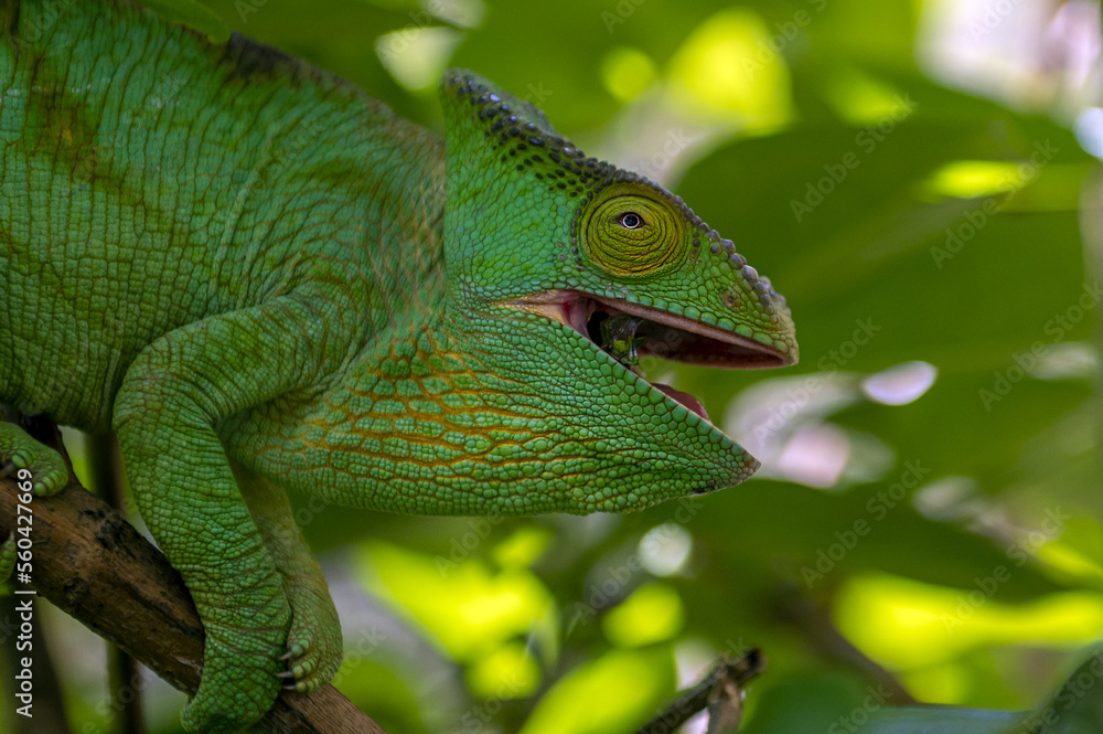 Green chameleon - Chamaeleo calyptratus eating insect, Wild nature Madagascar Green chameleon - Chamaeleo calyptratus eating insect, Wild nature Madagascar