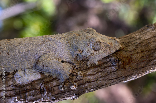 Leaf-tailed Gecko / Uroplatus phantasticus, Madagascar nature