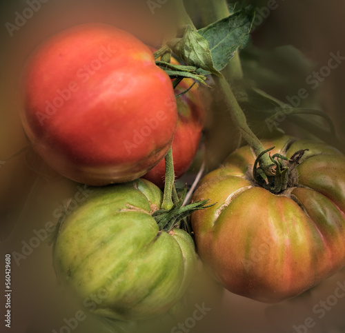 Red, golden, and green tomatoes in Kennesaw State University's campus farm, Hickory Grover Farm, Kennesaw, Georgia photo