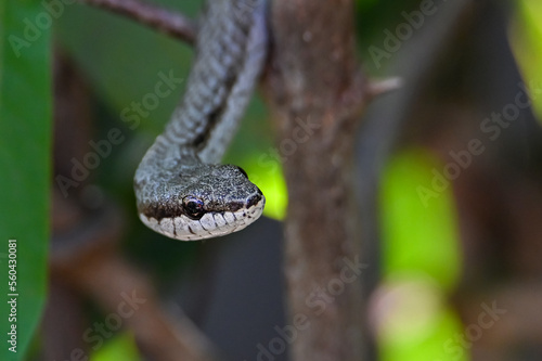 Bernier's Striped Snake (Dromicodryas bernieri), Madagascar nature