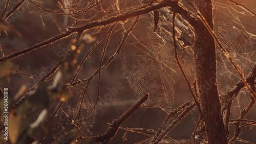 Spider web cobweb on tree in morning at sunrise in bog. Web weaving on background of green foliage of trees. Big beautiful round web macro close-up view. Nature green background