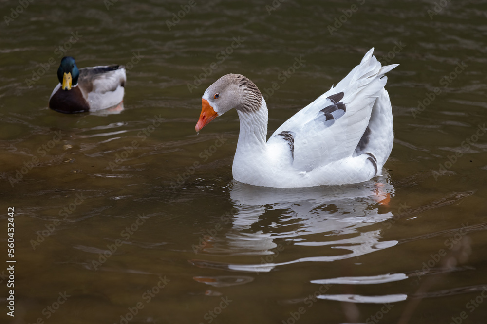 Fototapeta premium White goose swimming in the lake