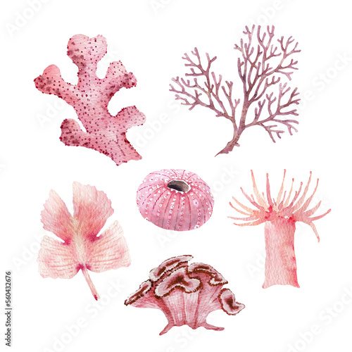 Photography Set of pink sea corals on a white background, watercolor illustration