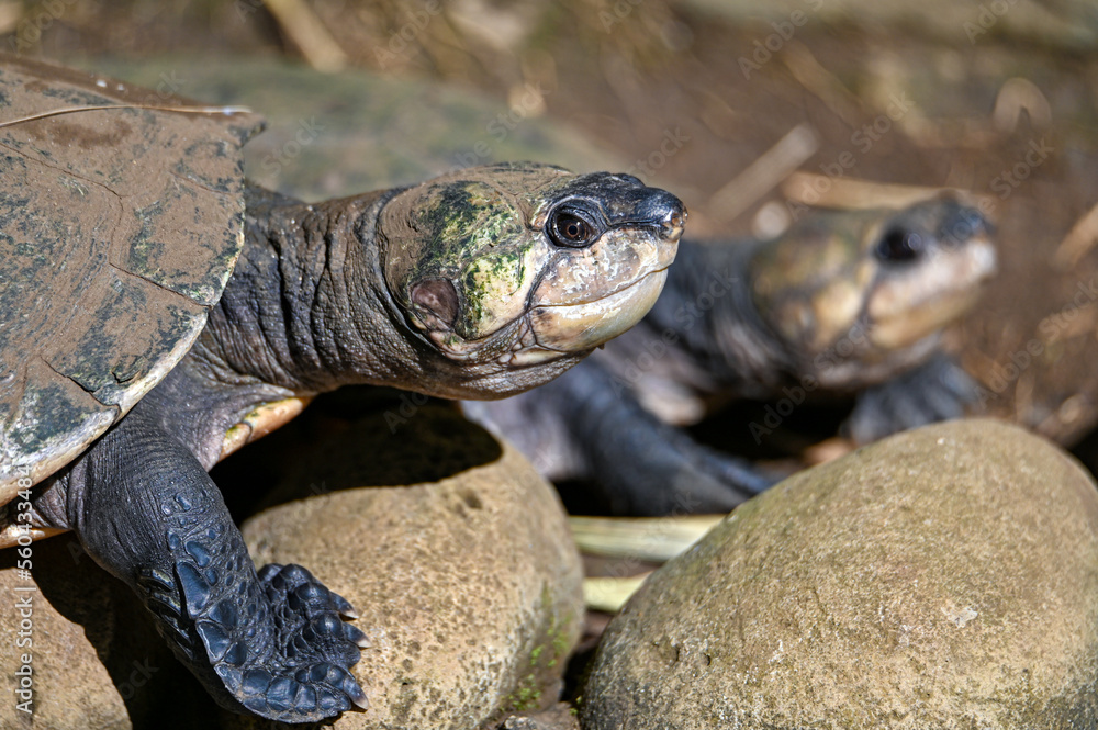 Fototapeta premium Madagascar big-headed turtle (Erymnochelys madagascariensis), Madagascar nature