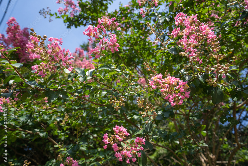 庭の緑の中で目立つサルスベリのピンク