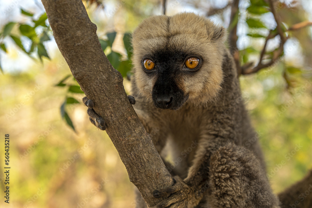 Fototapeta premium White-headed lemur - Eulemur albifrons, Madagascar nature