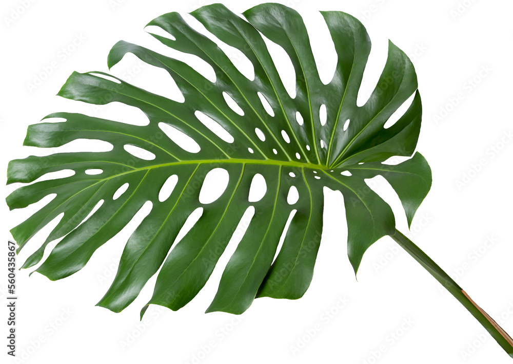 monstera only has one stem