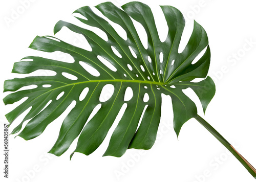monstera plant large green single leaf with stem photo