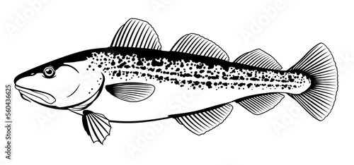 One Atlantic cod fish from one side in black and white color, isolated photo