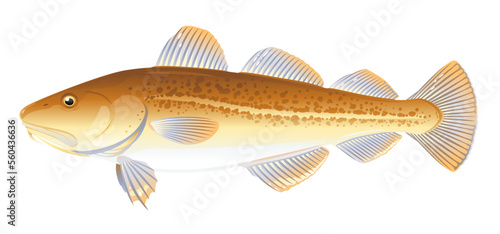 One Atlantic cod fish from one side, high quality illustration of sea fish, isolated