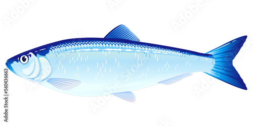 One Atlantic herring fish from one side, high quality illustration of sea fish, isolated