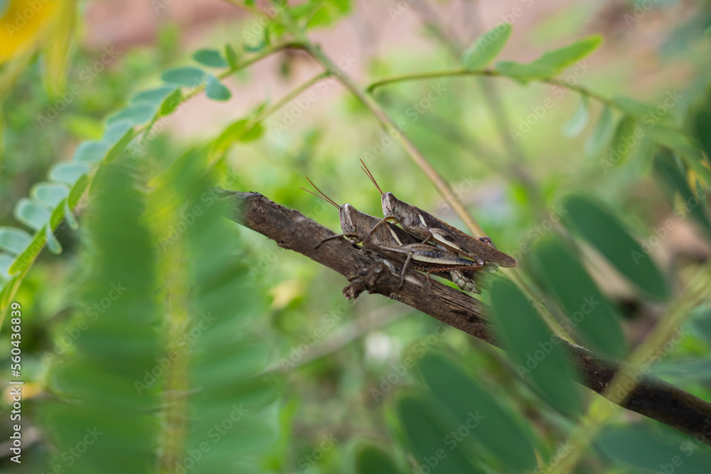 Obraz premium the process of mating locusts
